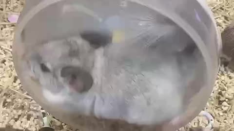 cute chinchilla playing