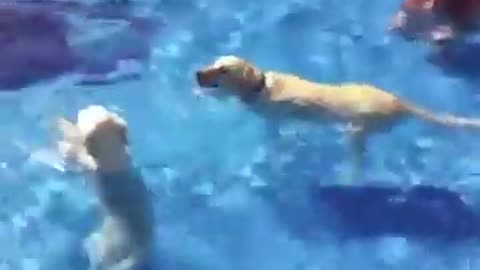 Funny Dog Swimming Videos - Funny Dog Videos