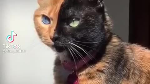 tiktok-funny cat video