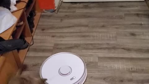 cat and robot vacuum cleaner