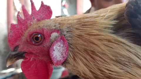 Itna khoobsurat murga kabi deka na hoga | Aseel fighter murga for sale | Best quality aseel chicks