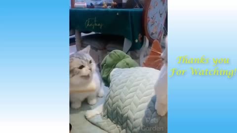 Cute Pets And Funny Animals Compilation #16 - Pets Garden -1