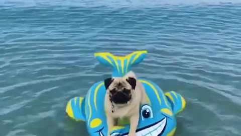 Funny Dogs Love Swimming - Puppy Videos 2022 #dogs