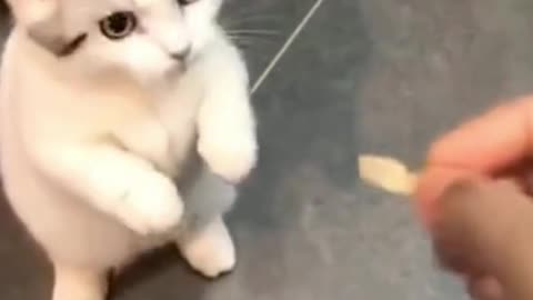Cute and Innocent baby cat jumping and trying to eating food