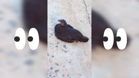 Pet black Hen in India