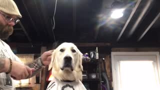 Barber gives dog his first ever haircut