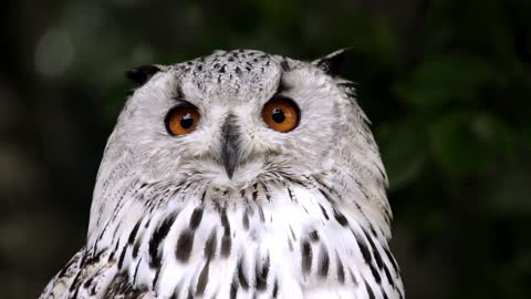 Black And White Striped Owl