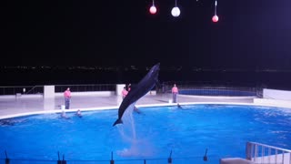 Japanese aquarium dolphin show