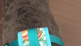 Black dog blue harness opens sliding white door