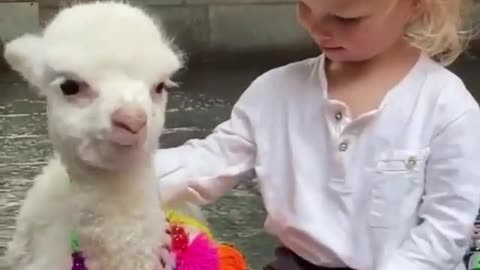 Beautiful friendship between the girl and the llama cub ❤️❤️