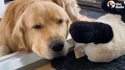 Golden Retriever And His Grandpa Build A Special Gift For His Squirrel BFF _ The Dodo