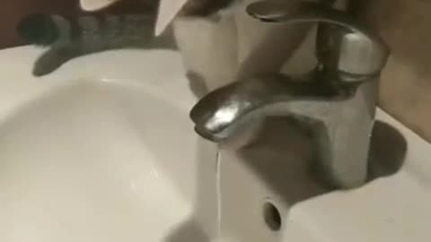 кот пьет воду с крана