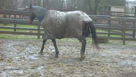 My Horse Getting Muddy & Dirty After I Just Washed Him