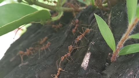 hard working of ants.