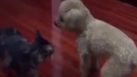 Dogs Show You Fighting Skills