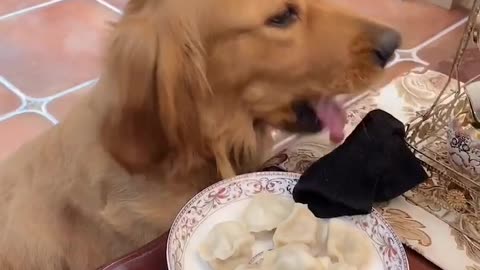 I don't want dog food. I want dumplings