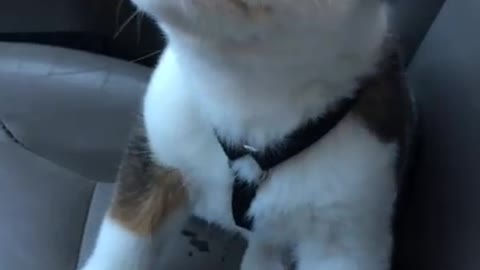 Puppy Doesn’t Understand What Hiccups Are, But He’s Gonna Kick Their Butt