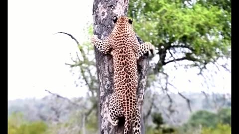 Leopard Climbing tree