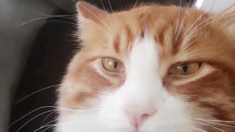 Music orange cat looking at camera zoomed in face