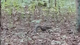 Squirrel running around