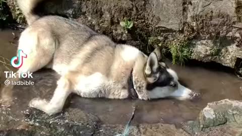 Dog sleeping in water