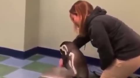 Never get bored of penguins getting weighed
