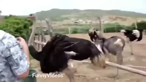 Funny Animals Videos - Part (1)