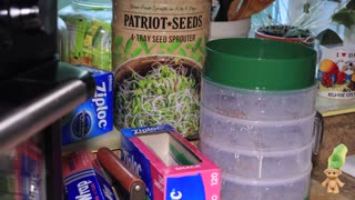 Growing Sprouts in MY Patriot Supply Sprouter