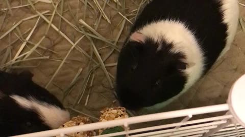 ASMR Guinea Pigs Eating Crunch Sticks