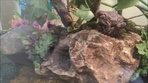 My Pet Gray Tree Frog Predator Natural Instinct Preying on Live Crickets Scene From the Frog Habitat