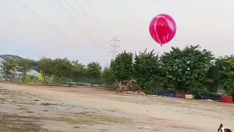 dog play with ballon
