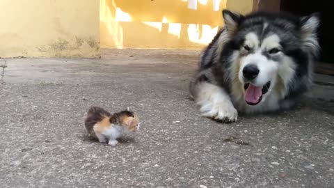 Dog Scared Of A Cutest Kitten