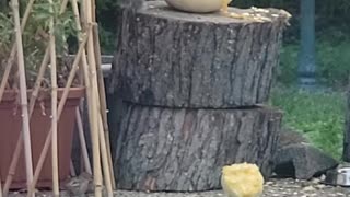 Squirrel Nibbles On Carved Pumpkin