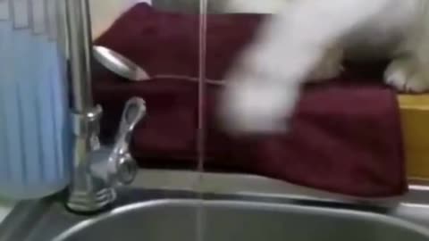 smart cat drinks water )