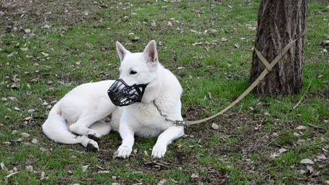 Dog tied on a leash to a tree