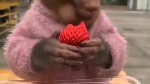 Monkey eating strawberry