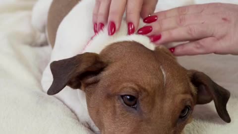 Dog Lying On Bed While Getting A Massage