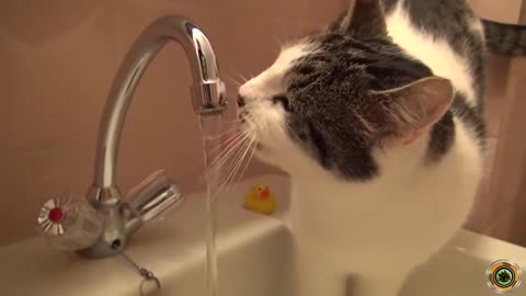 cat is drinking so funny to see