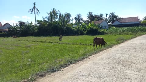 Cow eats grass in the morning