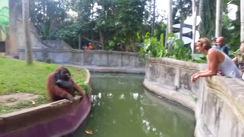 Man Tosses Treat At An Orangutan. What Happens Next Has Everyone In Disbelief!