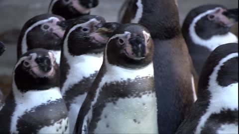Penguins Antarctic Zoo Water Bird Animal Bird