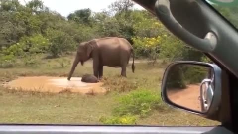 Mama Elephant kicks a crocodile out of her pool to save her baby