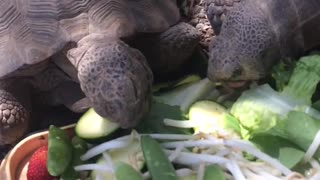 Tortoise lunchtime