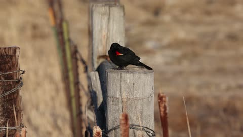 Red winged blackbird song. 4-17-21