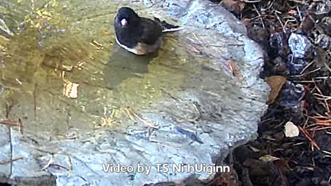 Junco and Sparrow Birdbath Compilation featuring Bear in the Berries by Paul Clifford