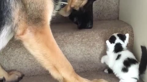 Helpful Pup Carries Foster Kittens Upstairs