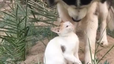 Dogs love a cat