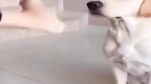 Funny puppy finds owner's foot smelly