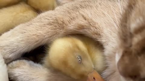 The love story of ducks and cats! ❤️Cute and funny animals.