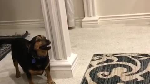 Dog playing volleyball with a balloon